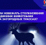 Как избежать столкновения с дикими животными на загородных трассах - Городское поселение Октябрьское
